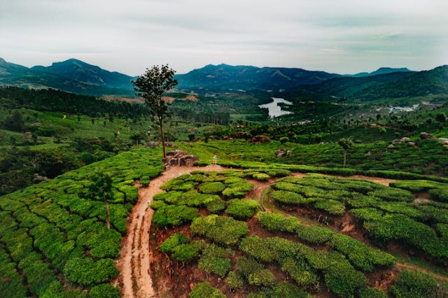 Munnar Kerala